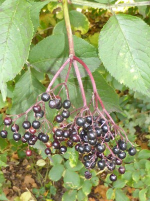 Schwarzer Holunder (Sambucus nigra)