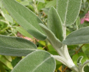 Hortulus: Salbei (Salvia officinalis)
