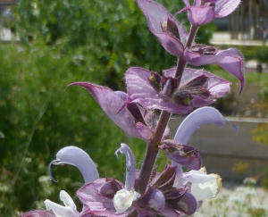Hortulus: Muskatellersalbei (Salvia sclarea)