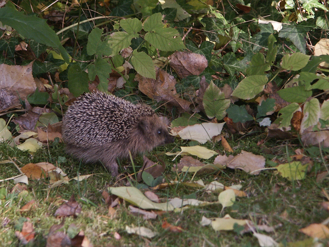 Ein Laubhaufen in der Gartenecke ist ideal für Igel