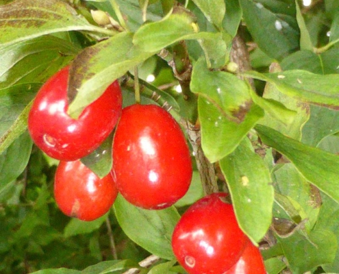 Kornelkirschen (Cornus mas)