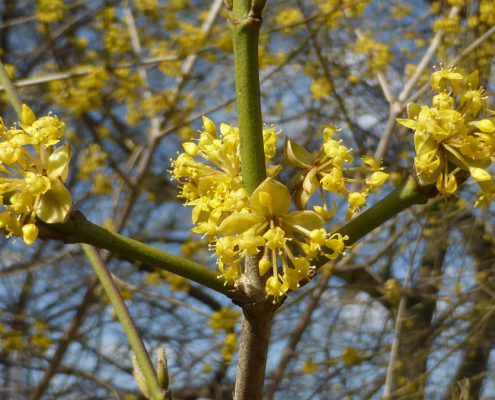 Cornus mas