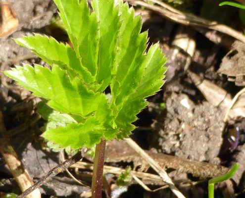 Giersch (Aegopodium podagraria)