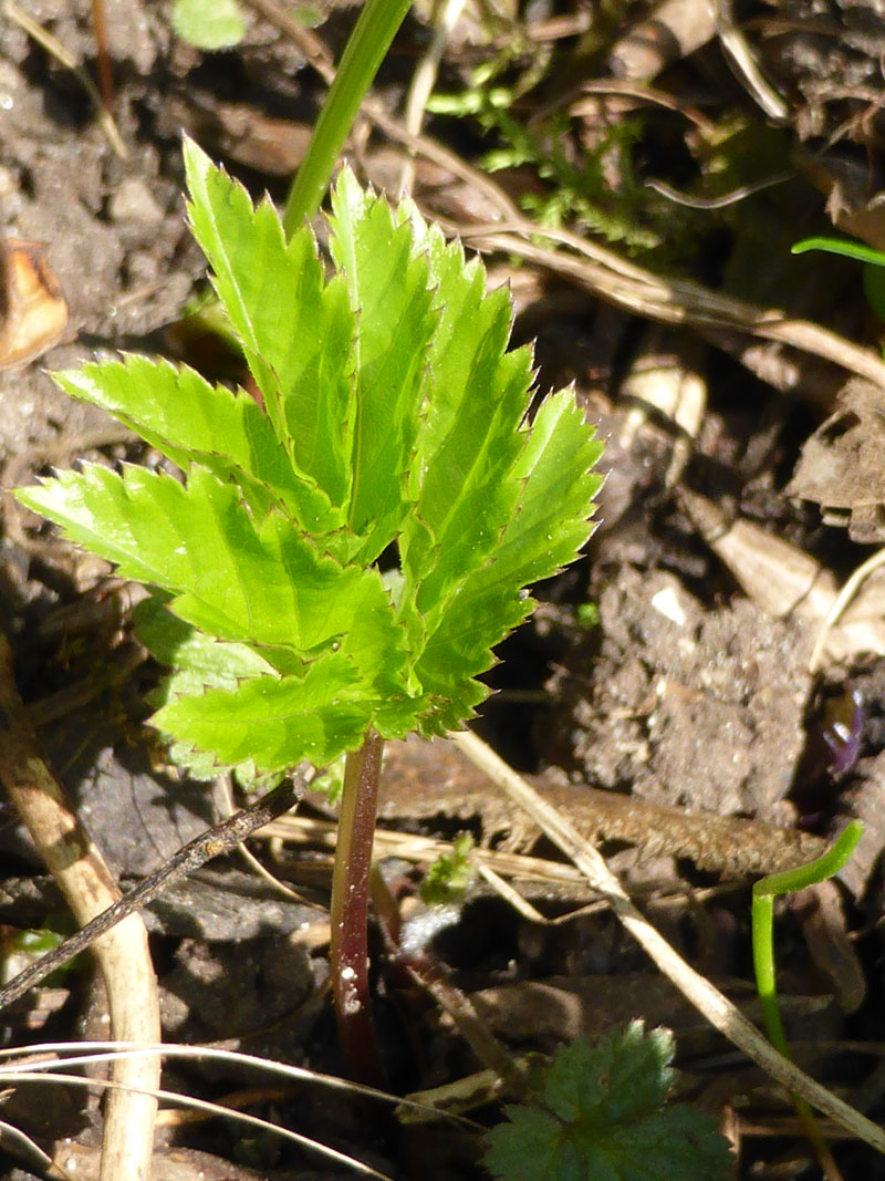 Giersch (Aegopodium podagraria)