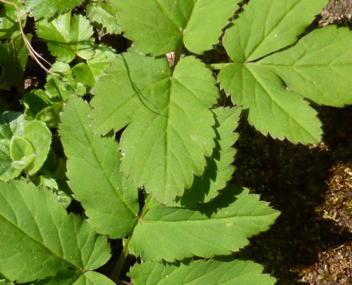 Giersch (Aegopodium podagraria)