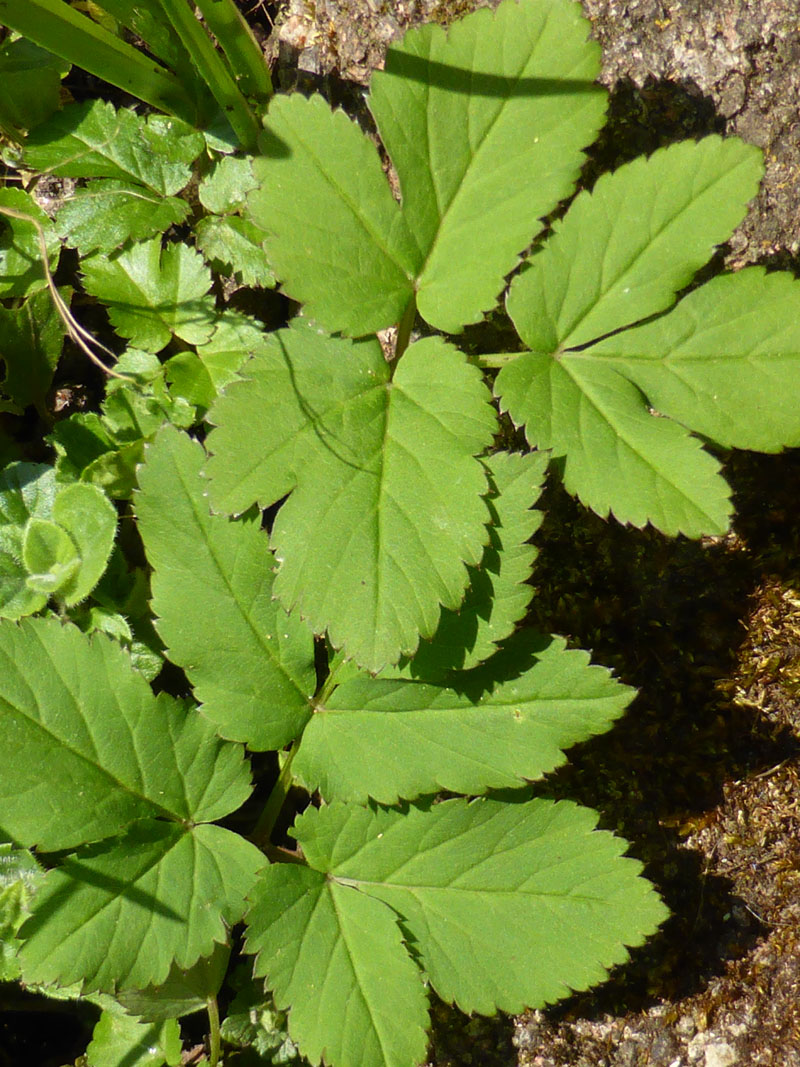 Giersch (Aegopodium podagraria)