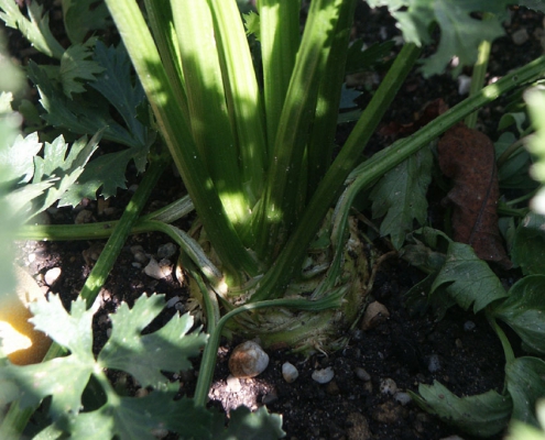 Hortulus: Sellerie (Apium graveolens)