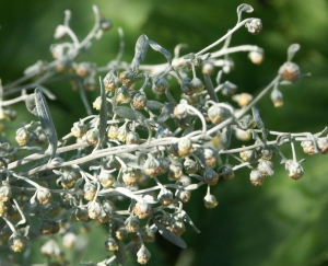Hortulus: Wermut (Artemisia absinthium)