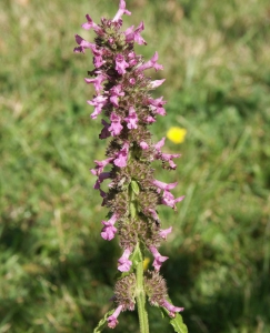 Hortulus: Heilziest (Betonica officinalis)