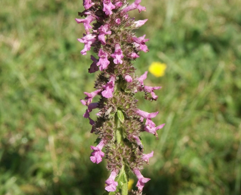 Hortulus: Heilziest (Betonica officinalis)