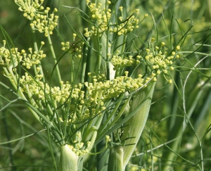 Hortulus: Fenchel (Foeniculum vulgare)