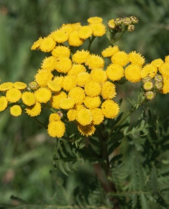 Hortulus: Rainfarn (Tanacetum vulgare)