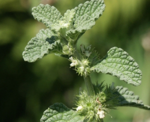 Hortulus: Andorn (Marrubium vulgare)