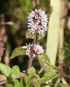 Hortulus: Wasserminze (Mentha aquatica)