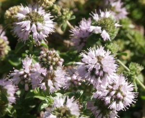 Hortulus: Poleiminze (Mentha pulegium)