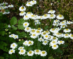 Hortulus: Mutterkraut (Tanacetum balsamita)