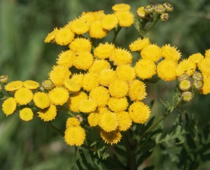 Hortulus: Rainfarn (Tanacetum vulgare)