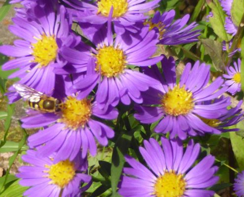 Glattblatt-Aster (Symphyotrichum novi-belgii)