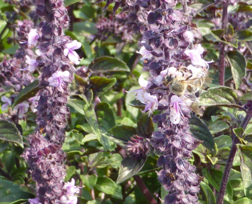 Basilikum (Ocimum basilicum)