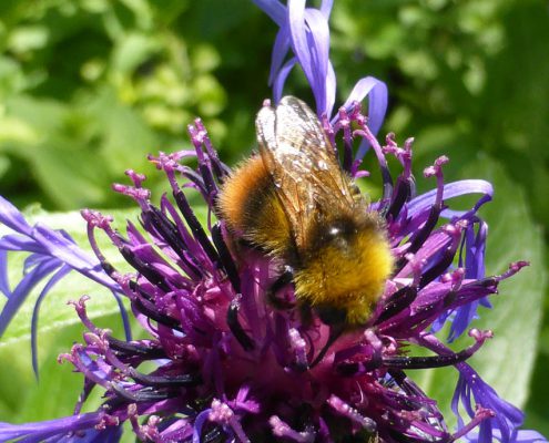 Bergflockenblume (Centaurea montana)