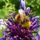 Bergflockenblume (Centaurea montana)