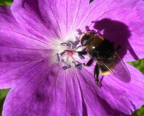 Blut-Storchschnabel (Geranium sanguineum)