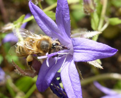 Hängepolster-Glockenblume (Campanula poscharskyana)