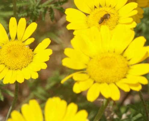 Färberkamille (Anthemis tinctoria)