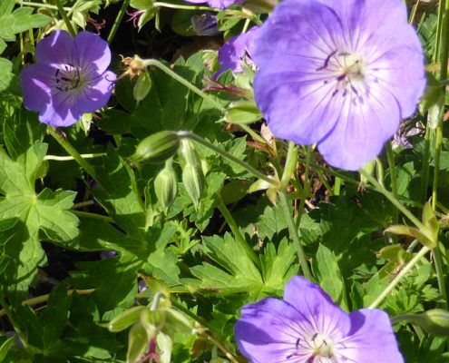 Hybrid-Storchschnabel (Geranium wallichianum 'Rozanne')