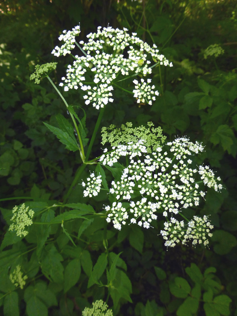 Giersch in Blüte