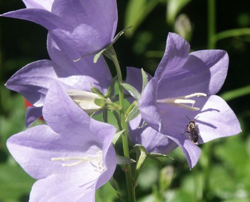 Pfirsichblättrige Glockenblume (Campanula persicifolia)