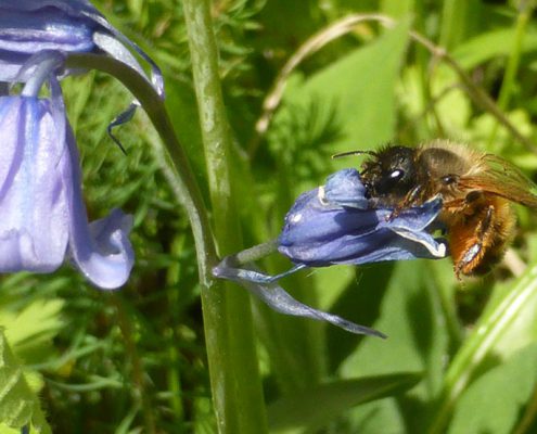 Hasenglöckchen (Hyacinthoides spec.)