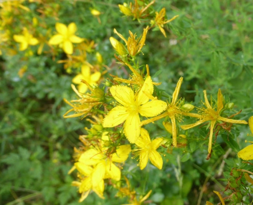 Johanniskraut (Hypericum perforatum)