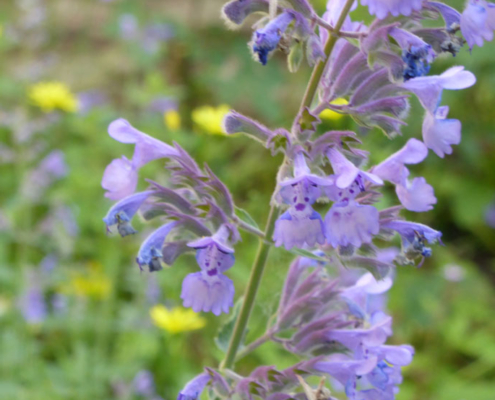 Katzenminze (Nepeta cataria)