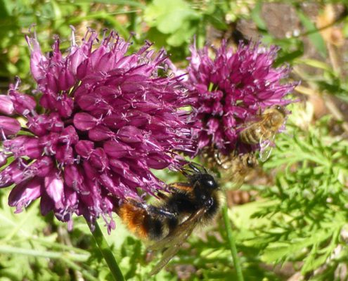 Kugellauch (Allium sphaerocephalum)