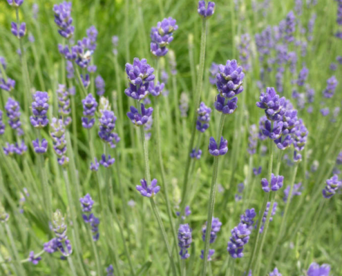 Lavendel (Lavandula angustifolia)