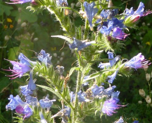 Natternkopf (Echium vulgare)