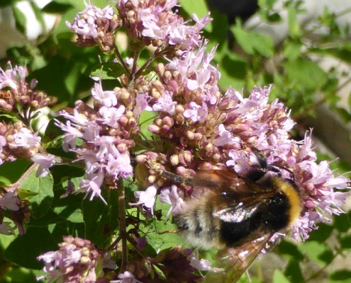 Wilder Dost (Origanum vulgare)