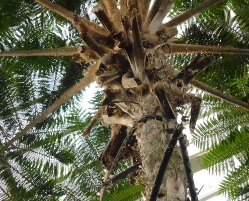 Palme aus fernen Ländern