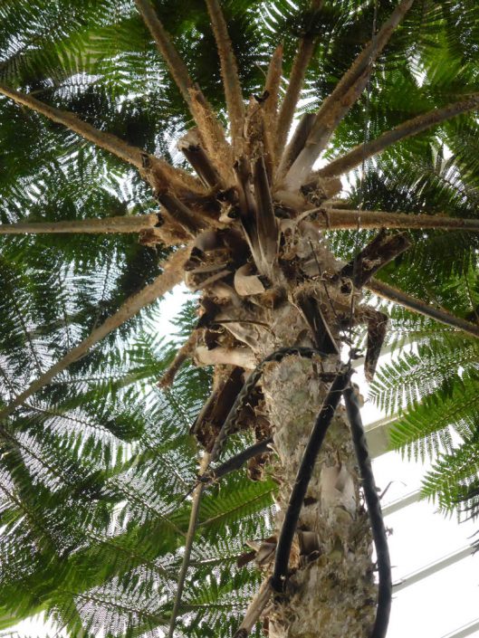 Palme aus fernen Ländern