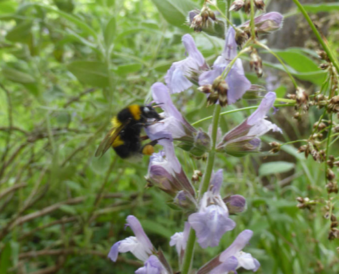 Echter Salbei (Salvia officinalis)