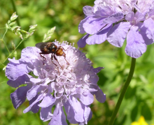 Skabiose (Scabiosa columbaria)