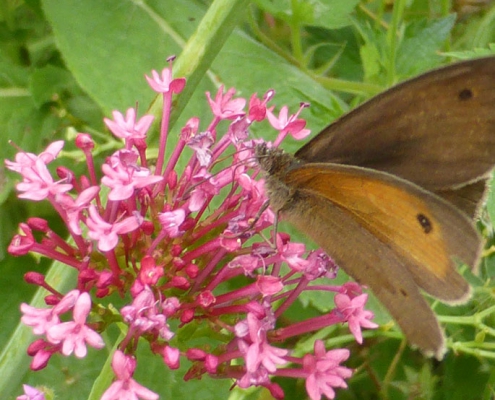 Spornblume (Centranthus ruber)