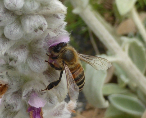 Wollziest (Stachys byzantina)