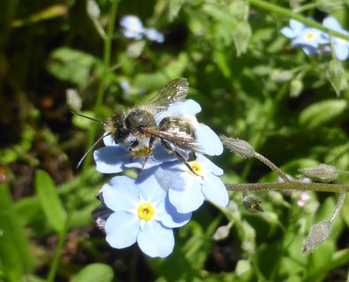 Vergißmeinnicht (Myosotis sylvatica)