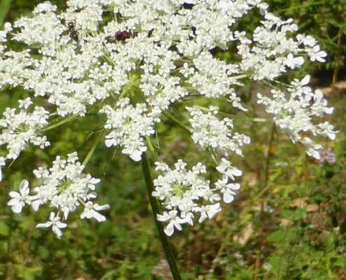 Wilde Möhre (Daucus carota)