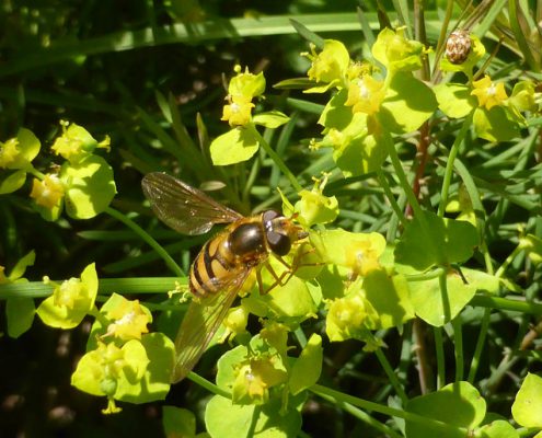 Zypressenwolfsmilch (Euphorbia cyparissias)