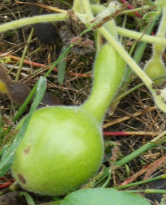 Hortulus: Flaschenkürbis (Cucurbita pepo)