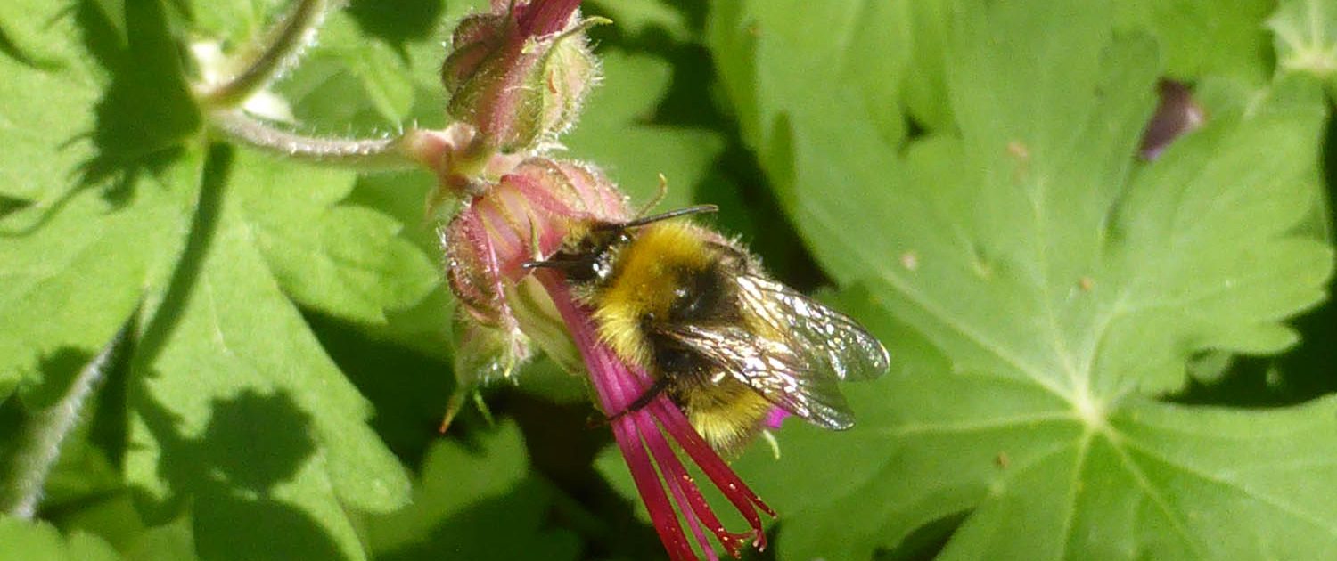 Insektenbesuch beim Storchschnabel