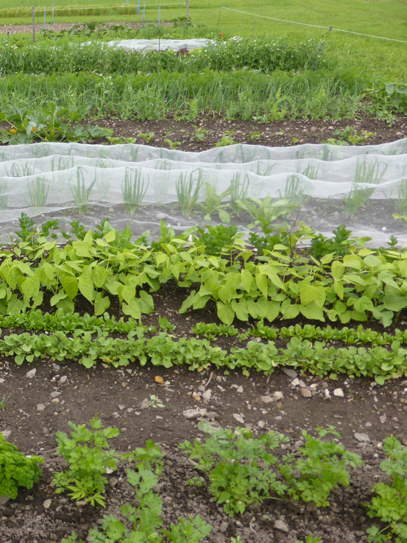 Kräuter und Gemüse im Beet